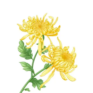 重阳节菊花元素