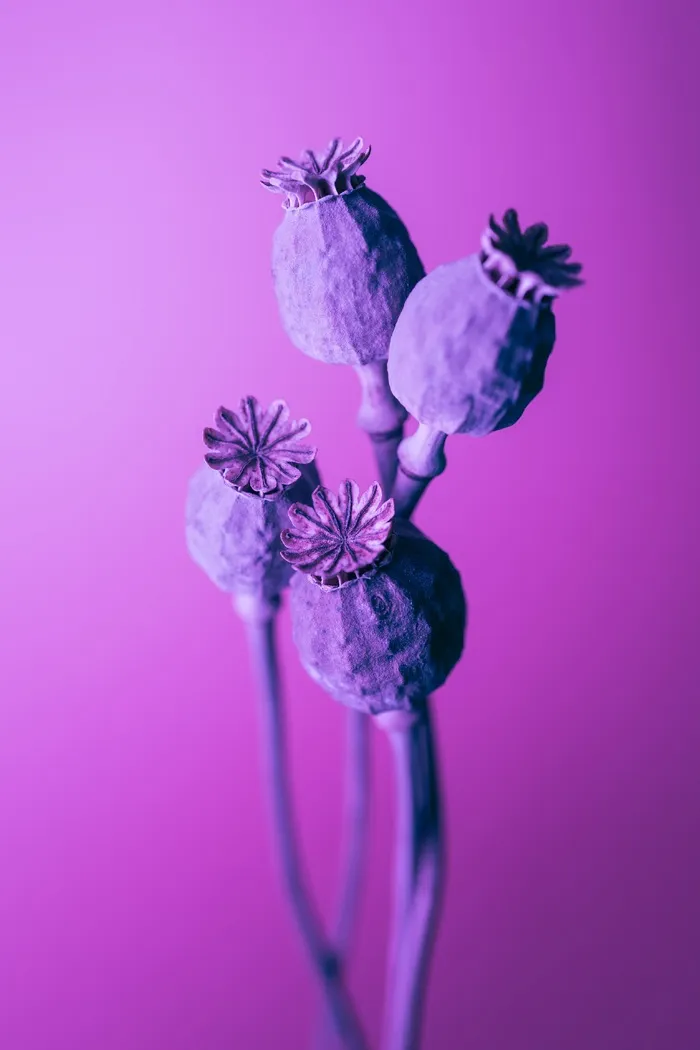 紫色美丽花骨朵