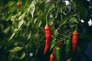 成熟的红绿辣椒菜园蔬菜摄影图