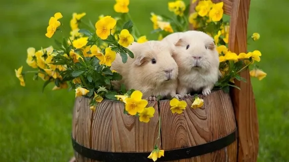 可爱宠物仓鼠图