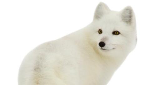 北极狐 PNG(300x160)