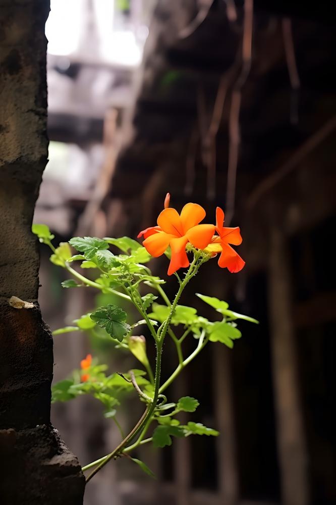 屋檐鲜花红色绿叶背景