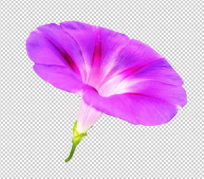 牵牛花免扣素材