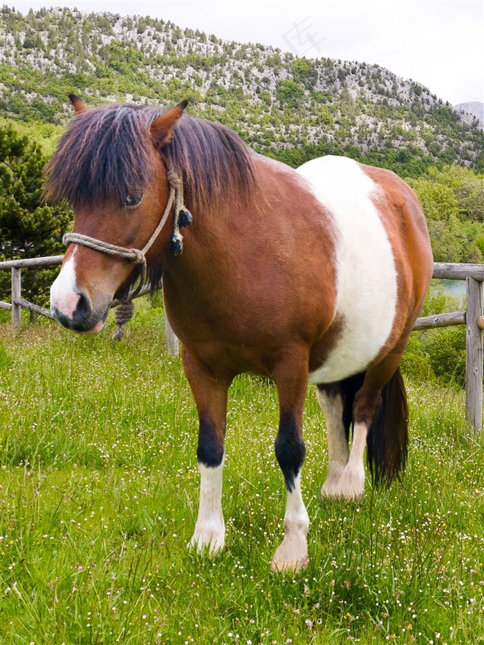 草地上的俊朗的马