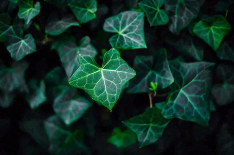 清新绿叶绿植植物叶子特写立夏夏至大暑春夏摄影图