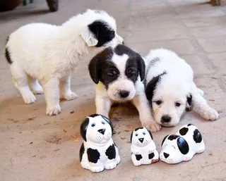 幼崽小狗狗可爱图片