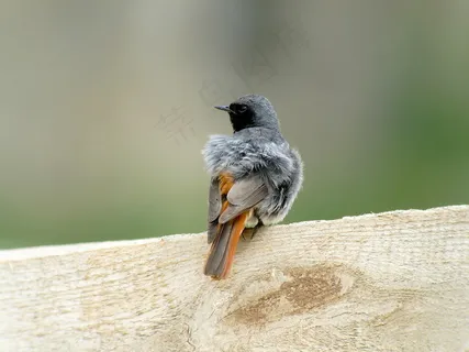 红尾鸟图片 红尾鸟图片