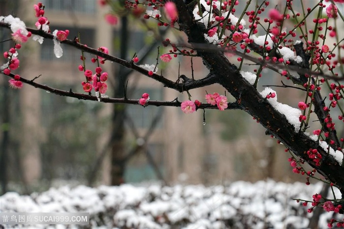 雪地里盛开的梅花图片