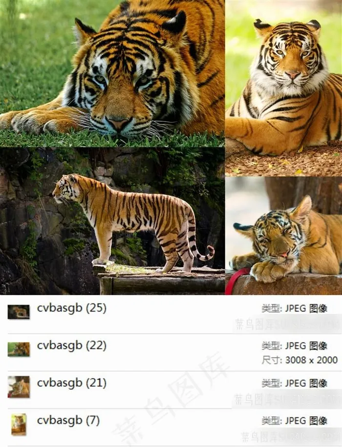 高清老虎摄影