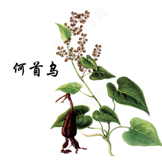 手绘草本中药药材何首乌