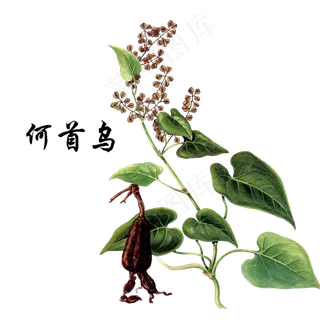 手绘草本中药药材何首乌