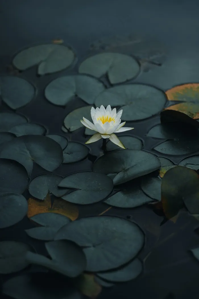 莲塘浮萍莲花图片