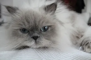 喜马拉雅萌猫图片