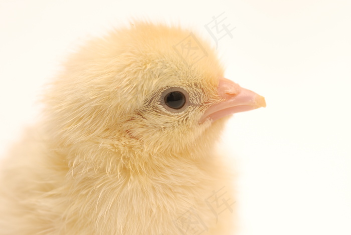 可爱小鸡高清图片