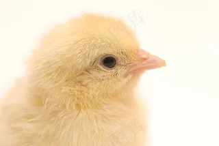 可爱小鸡高清图片