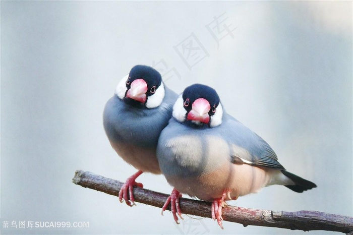 树上的鸟儿成双对