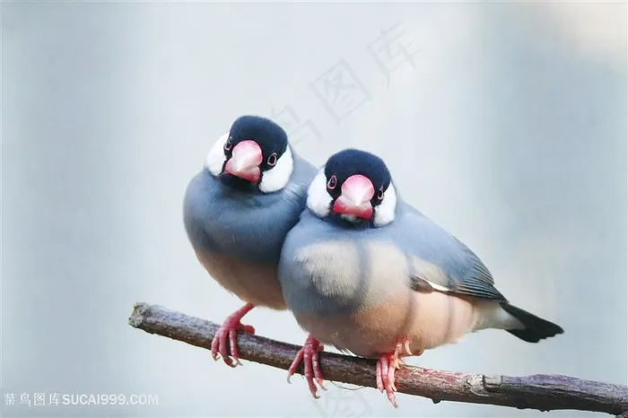 树上的鸟儿成双对