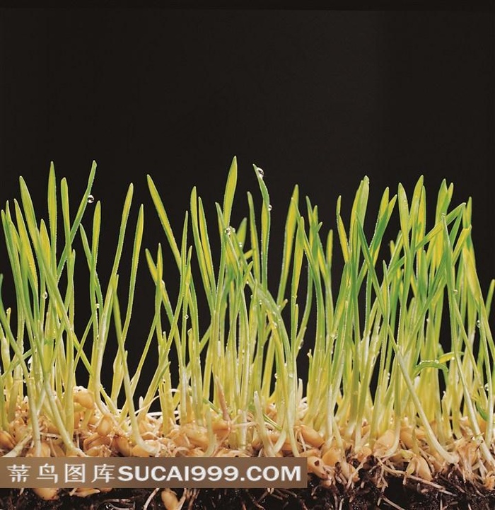 唯美蒜苗素材图片