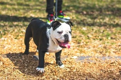 出门溜斗牛犬图片 出门溜斗牛犬图片