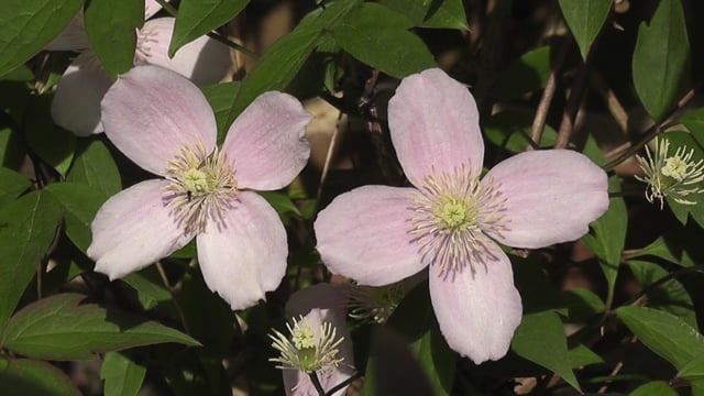 标签用逗号隔开禅, 冷静的, 平静的, 冥想, 花朵