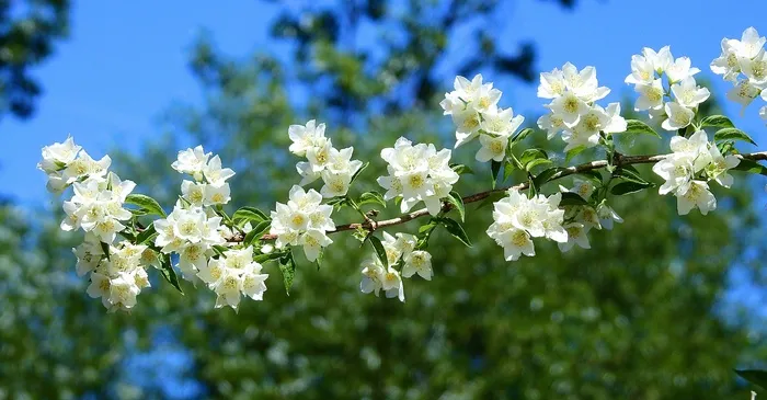 白色梨花枝壁纸图片