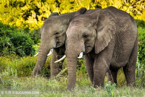 野生动物两头泰国大象图片