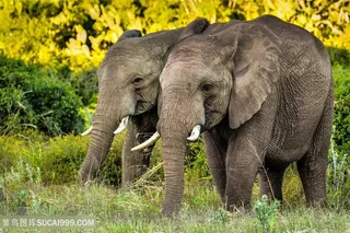 野生动物两头泰国大象图片