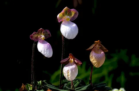 唯美鲜花蝴蝶兰图片 唯美鲜花蝴蝶兰图片