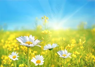 大自然花草背景图