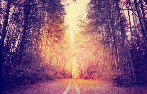 唯美树林风景图片