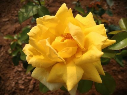 月季花|实拍|红色|背景