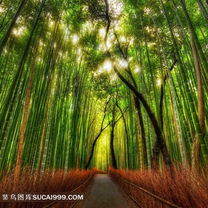 幽静的竹林精美图片