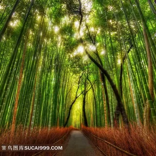 幽静的竹林精美图片 幽静的竹林精美图片