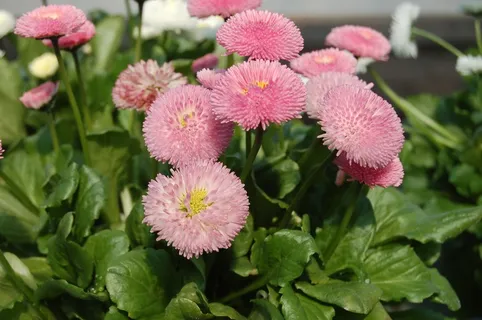 粉色鲜花摄影图片 粉色鲜花摄影图片