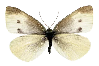 蝴蝶 彩蝶 花蝴蝶 动物 昆虫 免抠 (9)