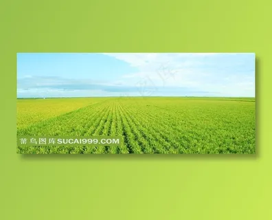 绿色麦田高清摄影图片素材 绿色麦田高清摄影图片素材