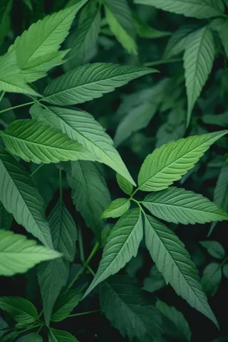 简约树叶清新绿色大气摄影背景