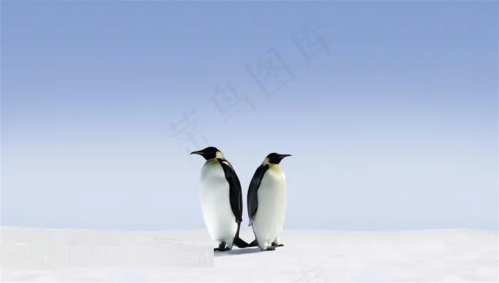 高清蓝天雪地可爱企鹅图片下载