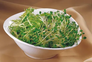 LCSC1250苦菊拌萝卜苗