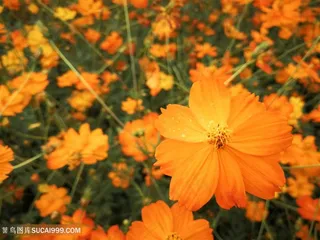 花丛中的小黄花图片