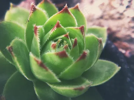非主流多肉植物图片