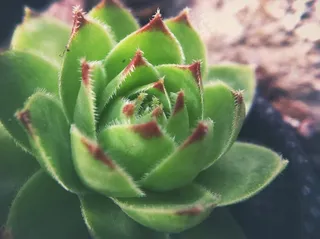 非主流多肉植物图片