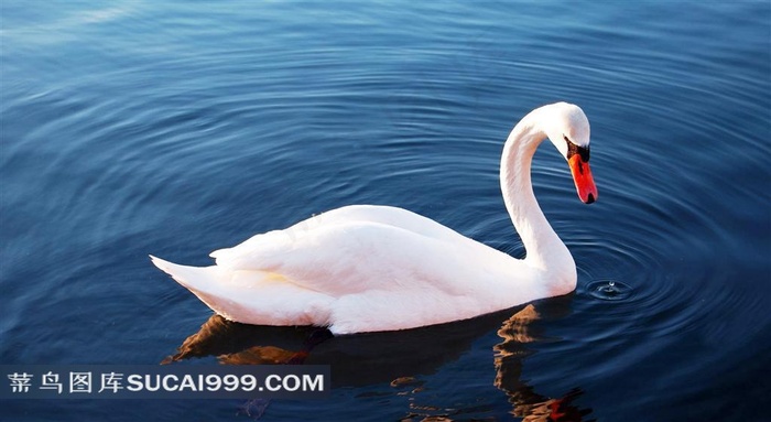 水中的小天鹅