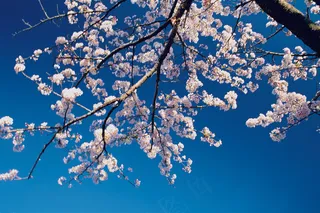 盛开桃花素材图片下载