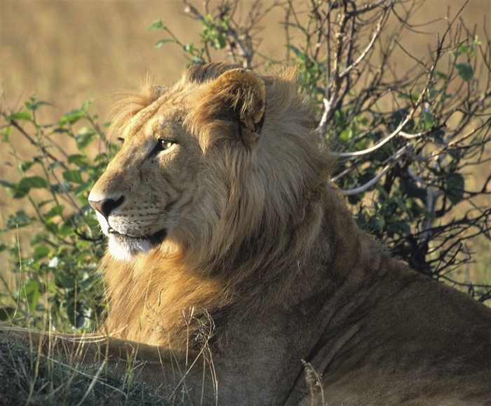 趴着注视远方的狮子图片