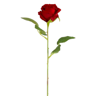 一支玫瑰鲜花免扣素材