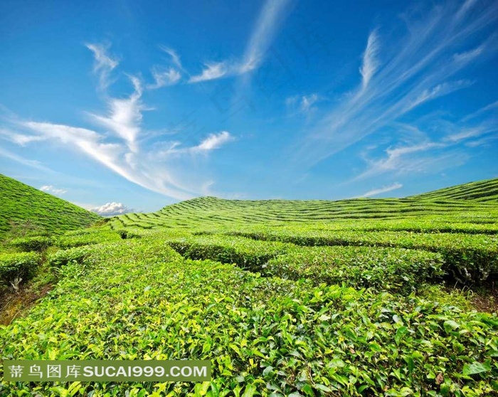 绿色生态茶园