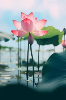 清新粉色荷花荷叶图