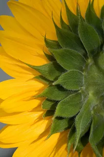 黄色向日葵摄影素材