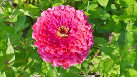灿烂百日草花朵图片 灿烂百日草花朵图片